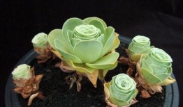 今日爆料模板山地玫瑰,大自然的瑰宝，探寻其神秘魅力